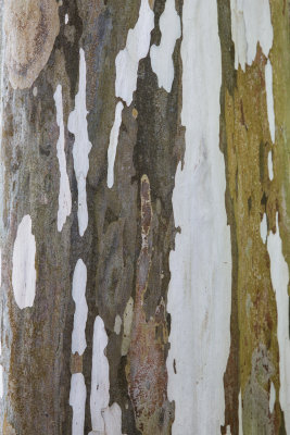 corteccia.jpg