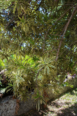 Il Sitio di Roberto Burle Marx 9