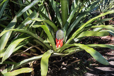Il Sitio di Roberto Burle Marx 35