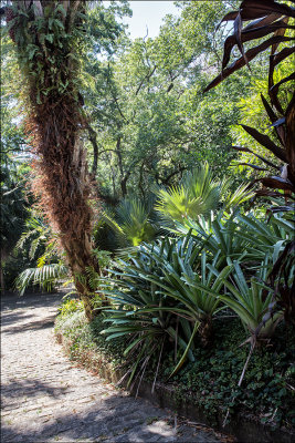 Il Sitio di Roberto Burle Marx 36