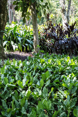 Il Sitio di Roberto Burle Marx 39