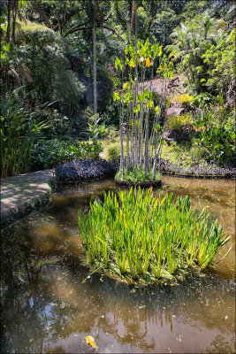 Il Sitio di Roberto Burle Marx 48