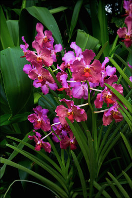 Orchidea copy.jpg