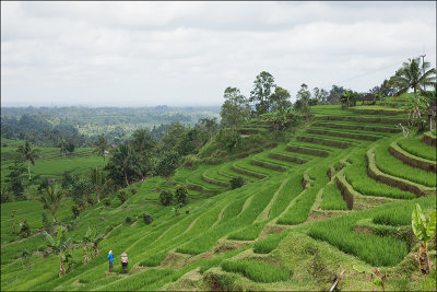risaie 2 copy.jpg