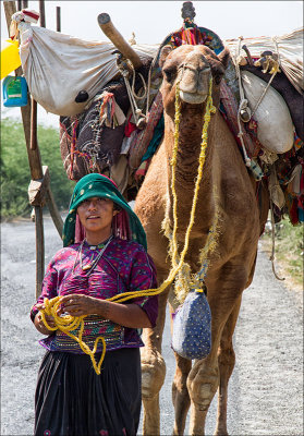 Gypsy Bhacchau camel copy.jpg