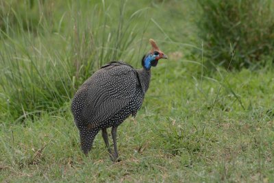 Tanzania safari Birds