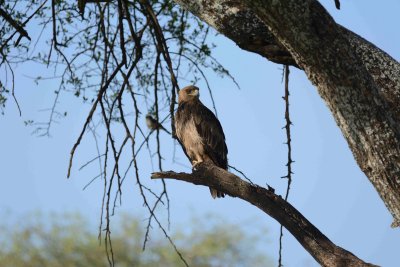 Tanzania safari Birds