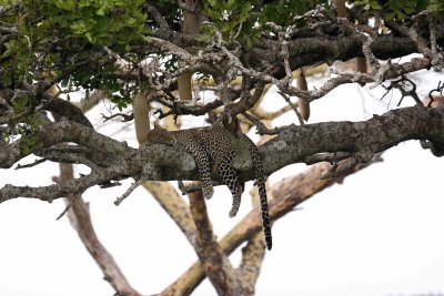 Tanzania Safari