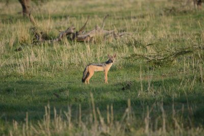 Tanzania Safari