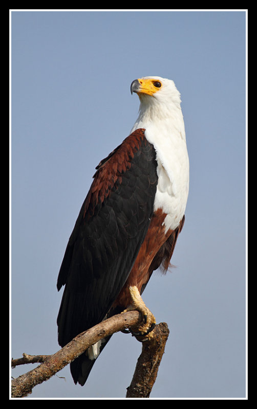 African Fish Eagle, Kazinga Channel, Uganda