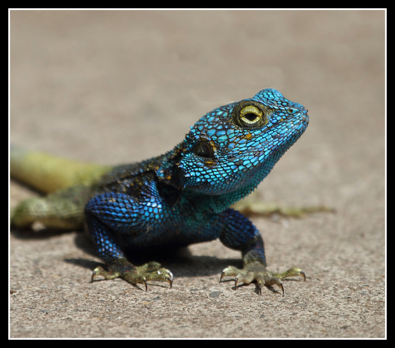 Blue Headed Agama, Queen Elizabeth National Park, Uganda