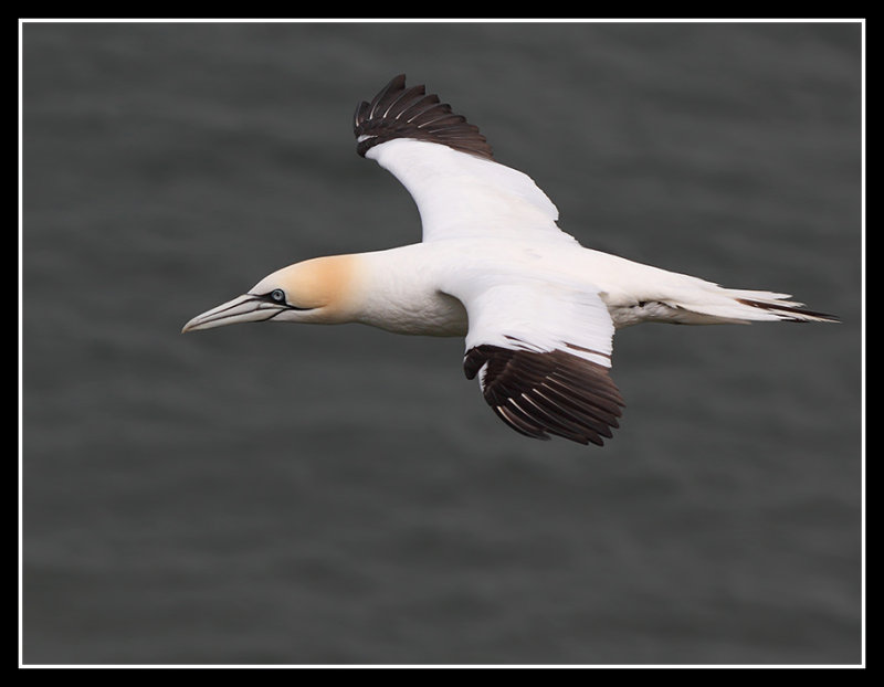 Gannet 