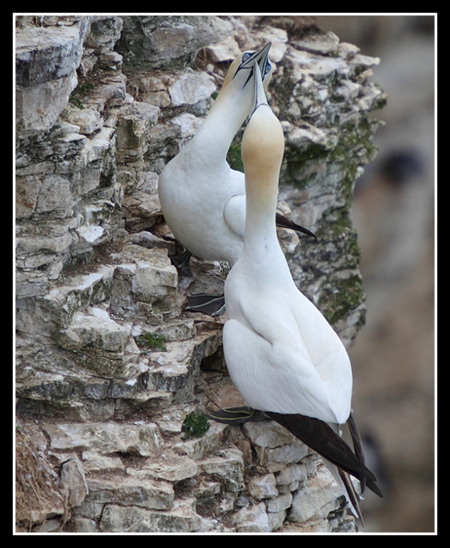 Gannets greeting
