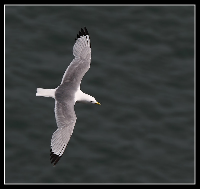 Kittiwake 