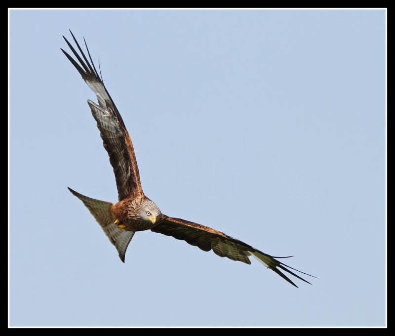 Red Kite 