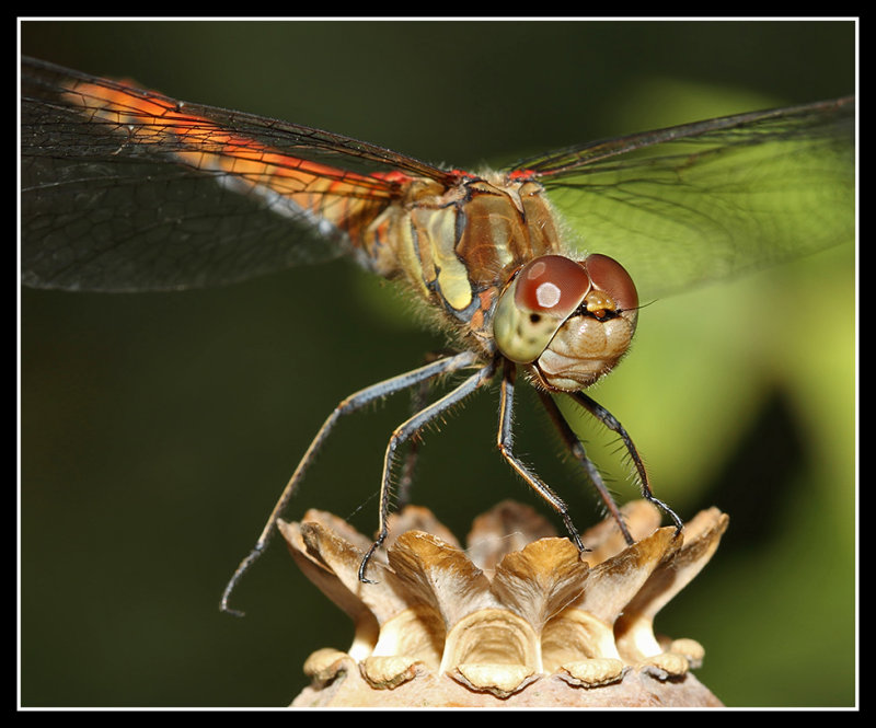 Common Darter Dragonfly 