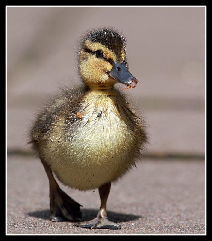 Duckling 