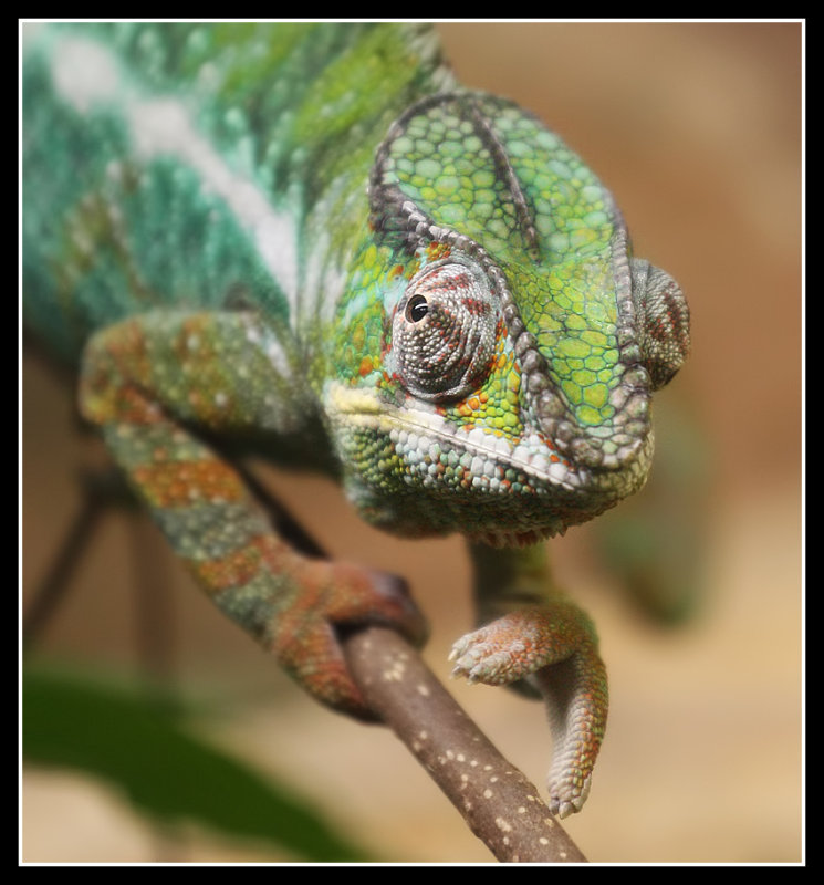 Chameleon 