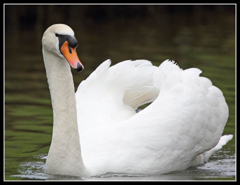 Mute Swan 