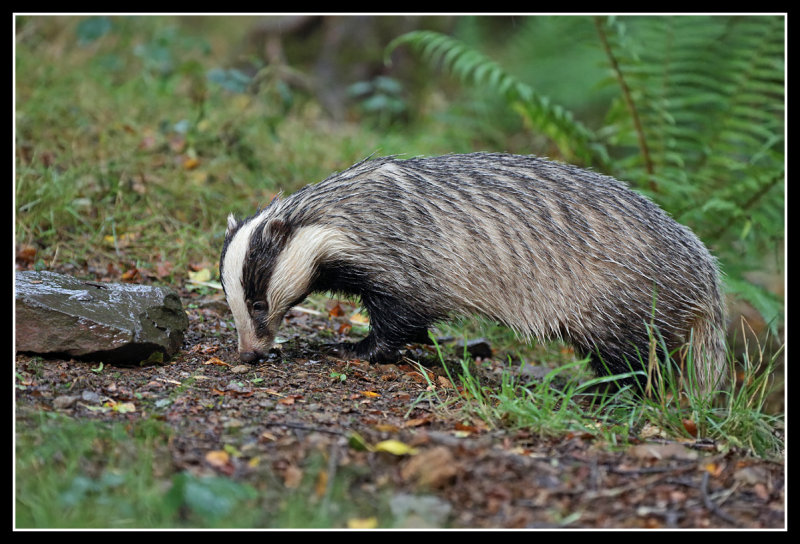 Badger