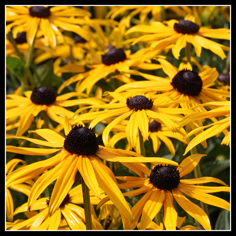Yellow stars, Rosemoor