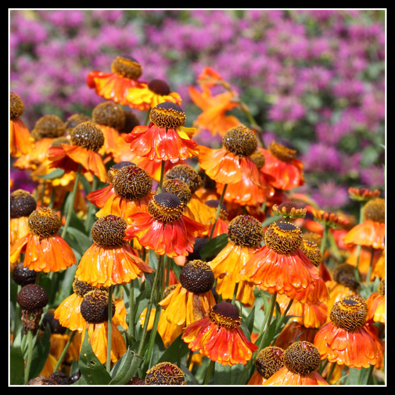 Flowers, Rosemoor