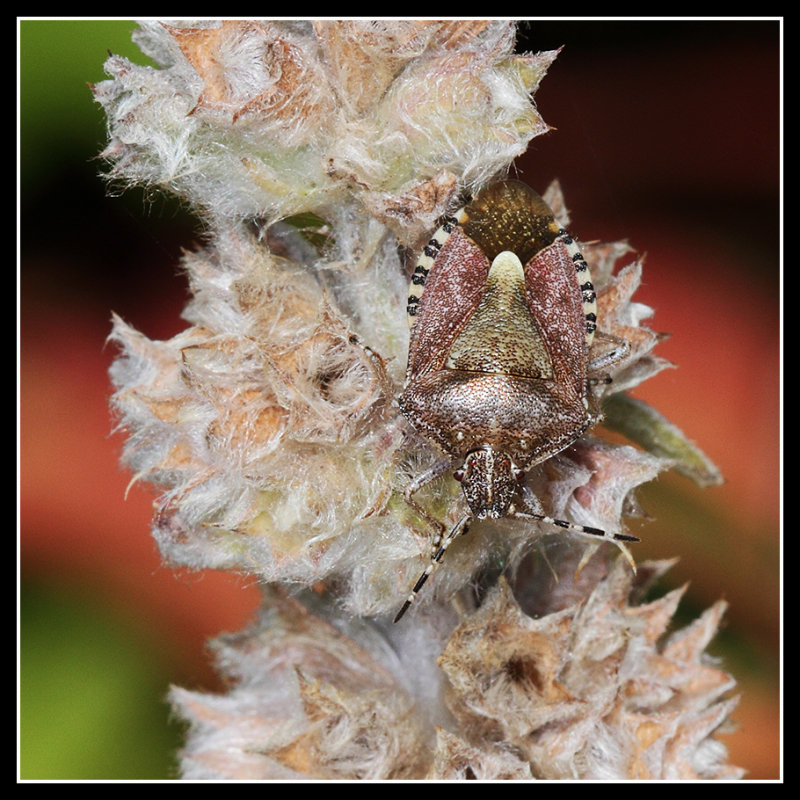 Shield Bug 