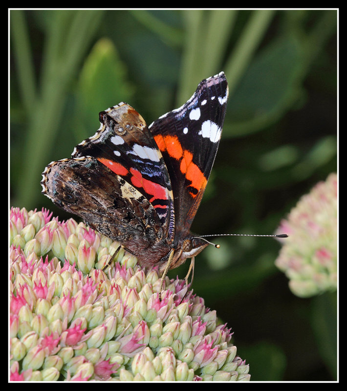 Red Admiral 