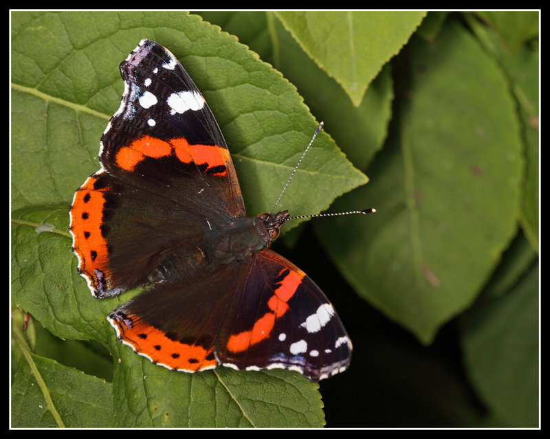 Red Admiral 