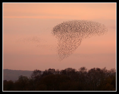 Ham Wall Starling Roost