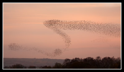 Ham Wall Starling Roost