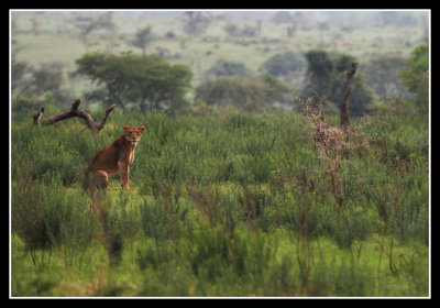 Lion, Ishasha, Uganda
