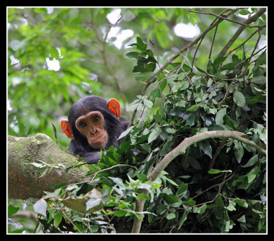 Chimpanzee, Chambura Gorge