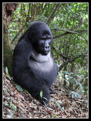 Mountain Gorilla, Bwindi