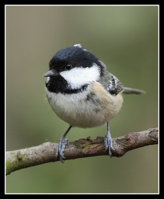 Coal Tit 
