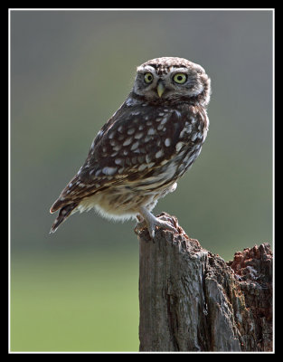 Little Owl 