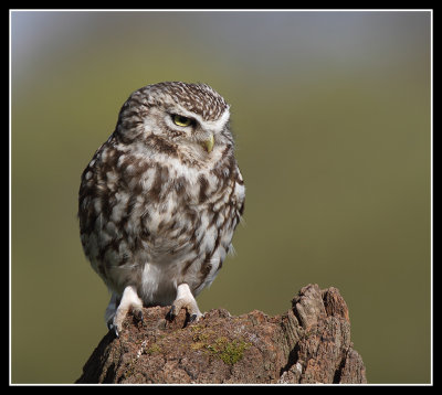 Little Owl 