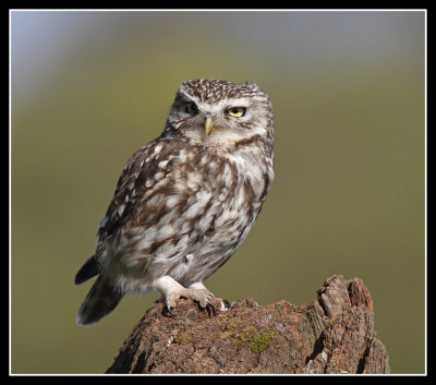 Little Owl 