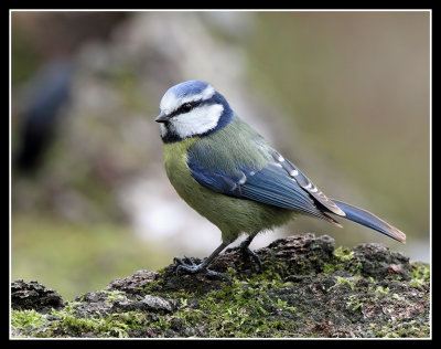 Blue Tits