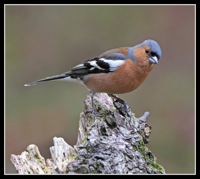 Chaffinch 