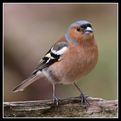 Chaffinch 