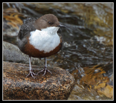 Dipper