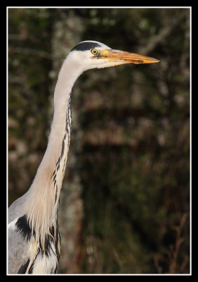 Grey Heron