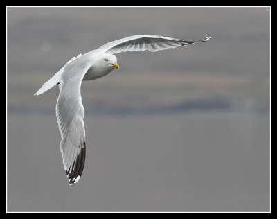 Herring Gull 