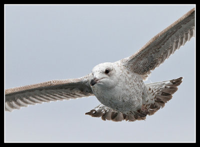 Herring Gull 