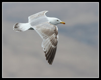 Herring Gull 