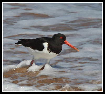 Oystercatchers