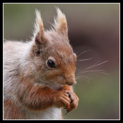 Red Squirrel 