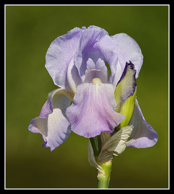 Iris, Courts Garden 