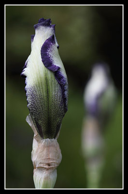 Iris Buds, Courts Garden